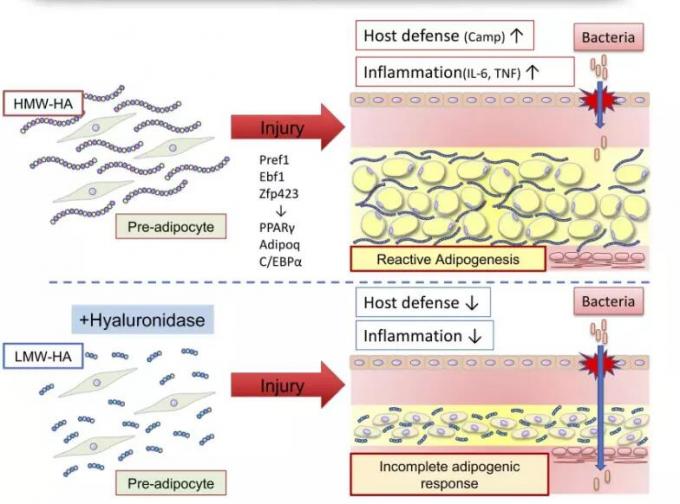 Liporase Hyaluronidase Hyaluronic Acid Lyase Injection Filler Remover